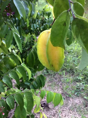Asterisa - Averrhoa carambola