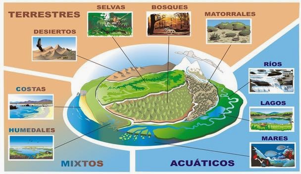 Resultado de imagen de comunidades de seres vivos que comparten un mismo ambiente