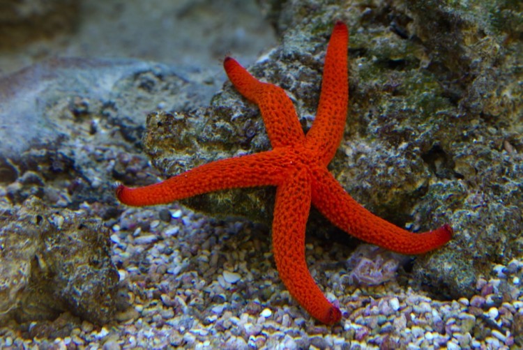 Fantastic Sea Ciri  ciri  dan Fakta Mengenai Bintang  Laut 
