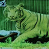 Tiger kills Drunk man who jumped into its enclosure at India's Delhi Zoo (SHOCKING PHOTOS) 