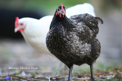 Australorps are some  of the earliest egg laying chickens.