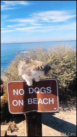 Funny Cat GIF • No dogs on beach, only fluffy kitties because beaches are huge litter boxes for cats [ok-cats.com]