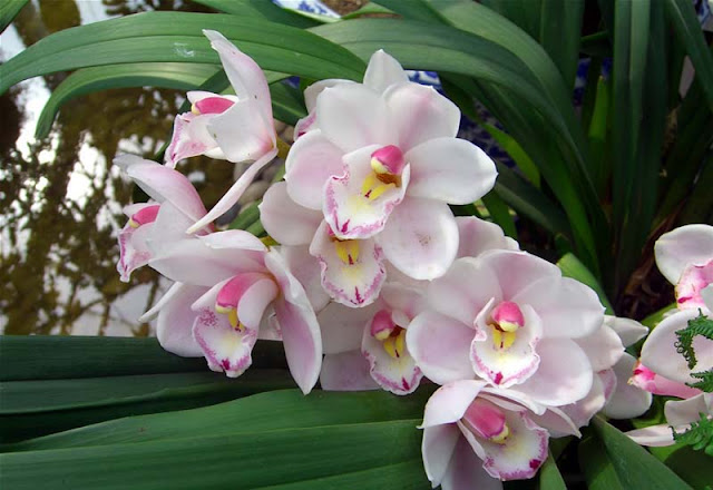 Beautiful Cymbidium Flowers Pictures Beautiful Cymbidium Flowers Pictures