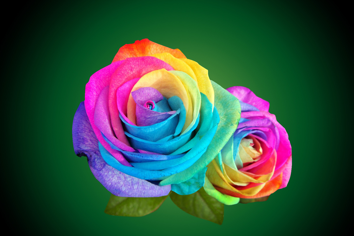 Multicolor or Rainbow Rose looks beautiful and over all different in ...