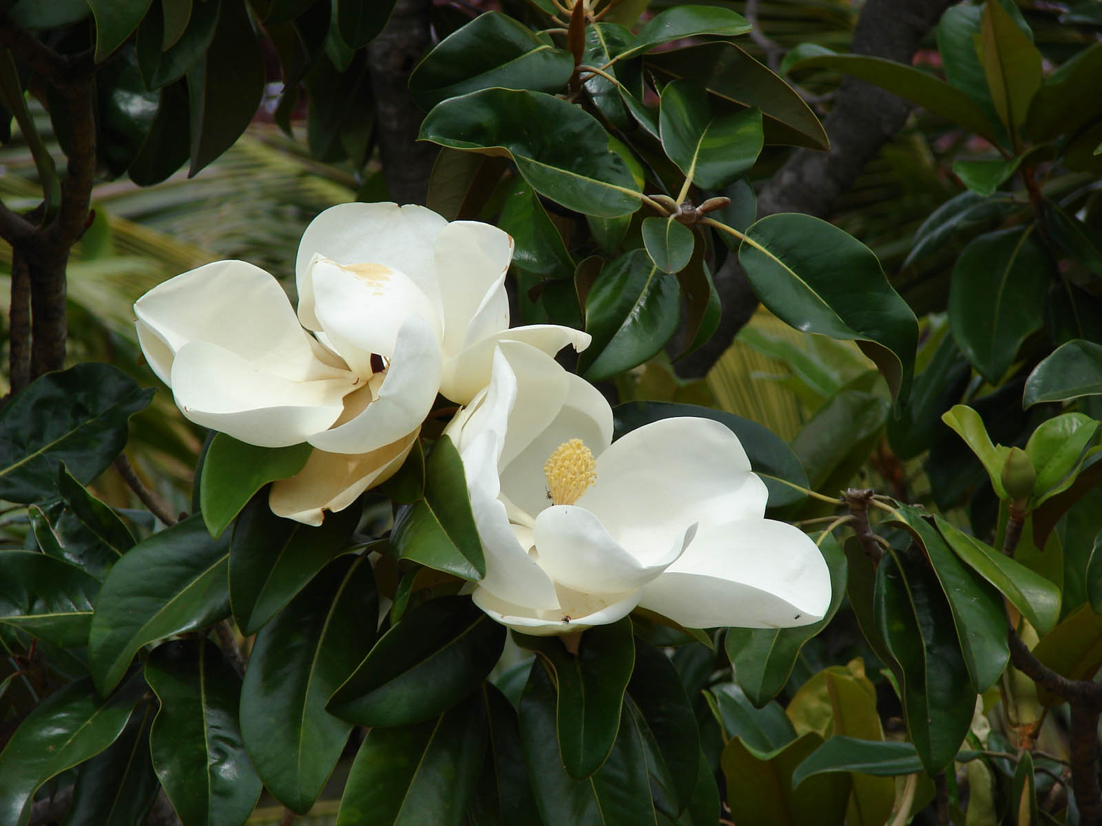 Wallpapers Southern Magnolia Flower Wallpapers HD Wallpapers Download Free Map Images Wallpaper [wallpaper684.blogspot.com]