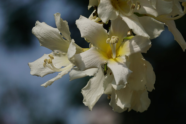 台中南區健康公園白花美人樹，白色和桃紅色美人花爭奇鬥艷