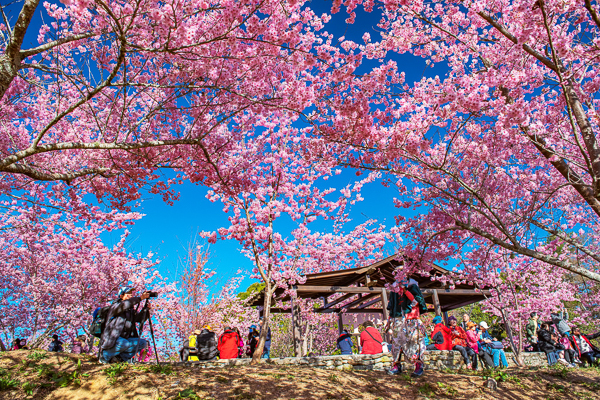 台中和平福壽山農場千櫻園粉紅櫻花盛開，牛郎織女亭牽姻緣好幸福