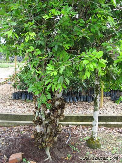 Efa Nur: Khasiat pokok nam nam [Boleh kuruskan badan]