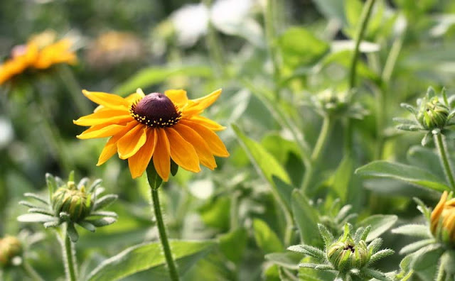 Rudbeckia Hirta Flowers Pictures