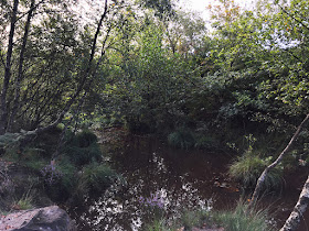 Pool on Ashdown Forest, 31 August 2017.