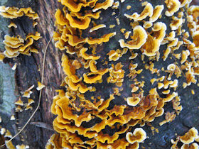 yellow-brown polypore