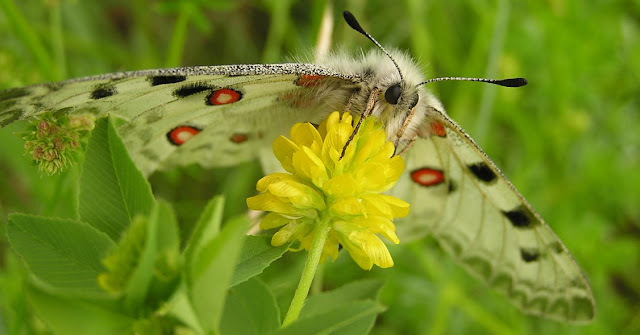 Trebol dorado grande y botanica