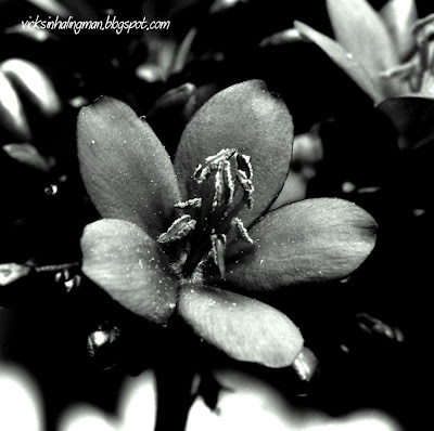 Flower in Black & White