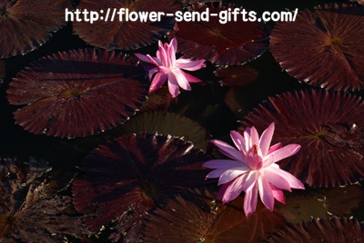 Nelumbo nuciferaDSC00015
