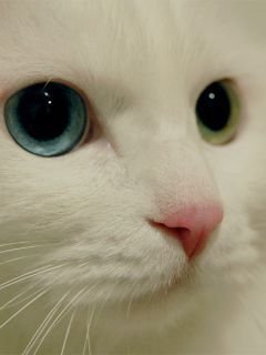 Kumpulan Gambar Kucing Anggora Cantik dan Lucu Terbaru 2018