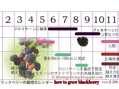 √完了しました！ ブラックベリー 育て方 誘引 119347-ブラックベリー 育て方 誘引