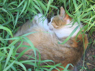 Beggar Grass Kitty