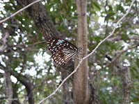 dry vine forest