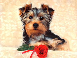 Cute Puppy Dog Wallpaper