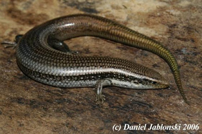 Gran Canaria Skink