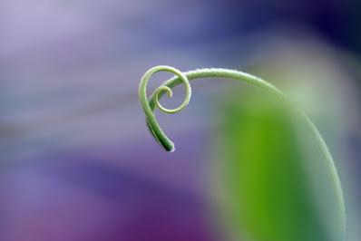 Tendril spiral with bokeh