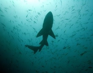 Sharks Use Earth's Magnetic Field Like GPS to Navigate Oceans