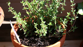 Thyme