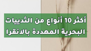 أكثر 10 أنواع من الثدييات البحرية المهددة بالانقرا