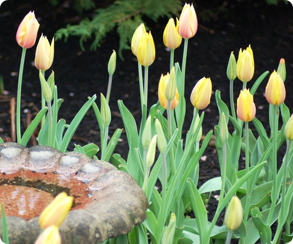 tulips and bird bath