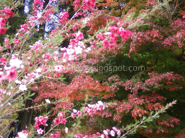 Fushoushan Farm maple autumn foliage