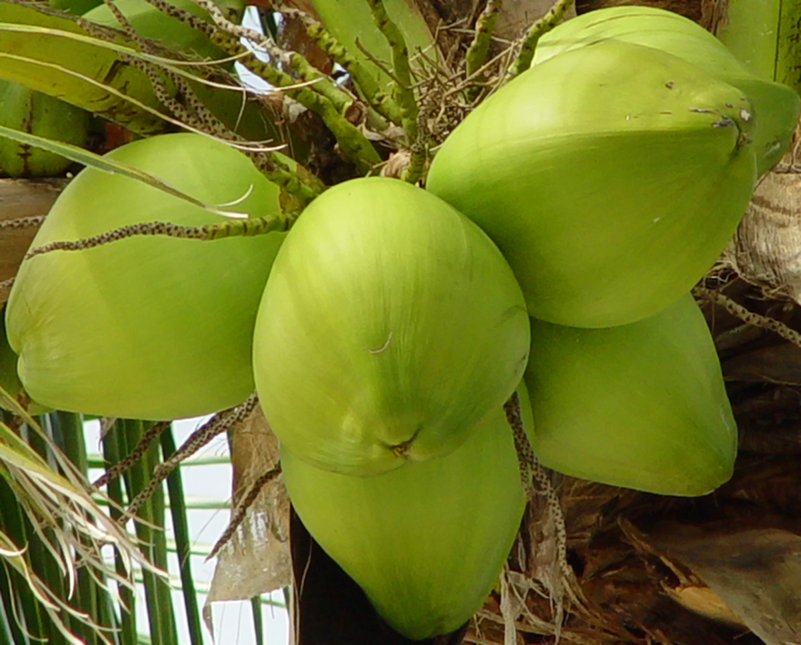 5 Manfaat Mengejutkan Buah  Kelapa  Untuk Kesehatan Anda 