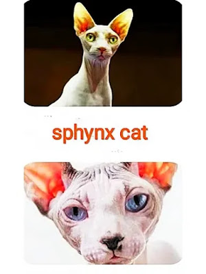 white-hairless-tortoiseshell-cats-have-white-eyes-femal-cats