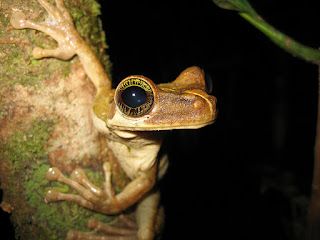 An Amazon tree frog in Brazil. (Credit: Benedict Adam/Flickr) Click to Enlarge.