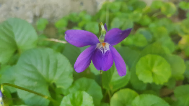 A wild violets in our garden!