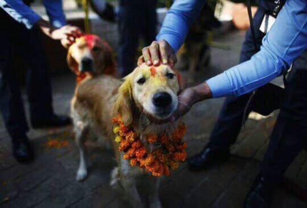 Annual Nepali Festival Thanks Dogs For Being The Best Friends Of Mankind