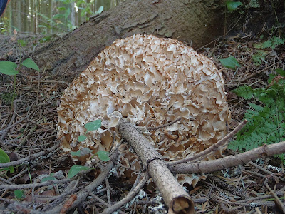 siedzuniowate, szmaciaki, gatunki siedzuni, gatunki szmaciaków, jak rozróżnić siedzunie, jak rozróżnić szmaciaki, siedzuń jodłowy szmaciak jodlowy Sparassis nemecii,  Sparassis crispa siedzuń sosnowy szmaciak gałęzisty szmaciak sosnowy