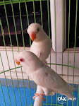 Foto Gambar Burung Love Bird Albino Sepasang