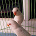 Jual Love Bird Albino Mata Merah Hitam Sepasang