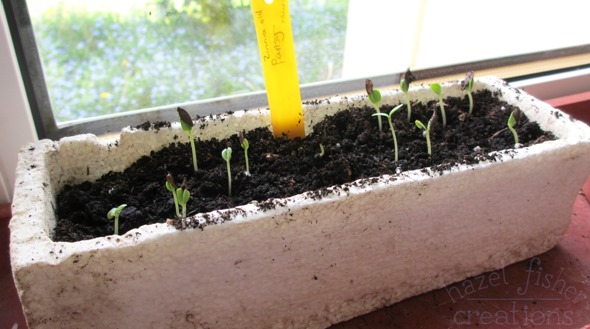 2015 April 30 monthly review gardening seedlings zinnia hazelfishercreations