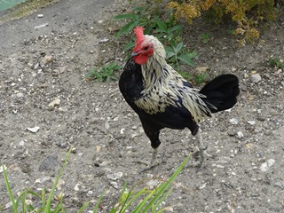 2016.07.27-009 petit coq