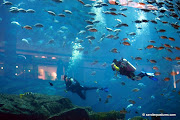 Ayomoro Hotel: Dubai Mall Aquarium (aquarium )