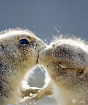 Animals kissing photos