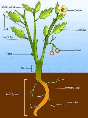 Flowering Plants