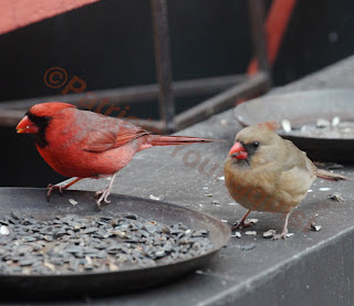  Words In Our Beak’s goal is to open readers to a simple understanding of the winged world and their environment. Set in a rooftop urban garden in New York City, my story is told in the voice of Cam, a female cardinal, who visits it. Words In Our Beak is directed to children and adults who are curious about birds, and want to learn about them from a unique perspective. The book includes hundreds of images of flora and fauna, links to movies, as well as to informative narratives that have been created by the author.  Now in Apple’s iBooks store @ https://itunes.apple.com/us/book/words-in-our-beak/id1010889086?mt=11