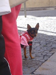Cãonhecendo 8 (85)