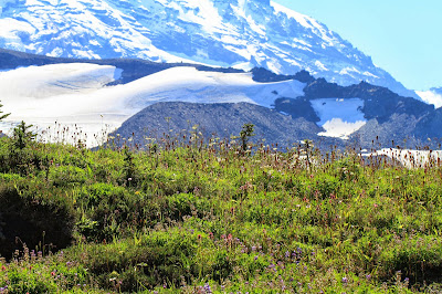 Pedicularis - Lousewort and Castilleja - Indian Paint Brush in Spray Park