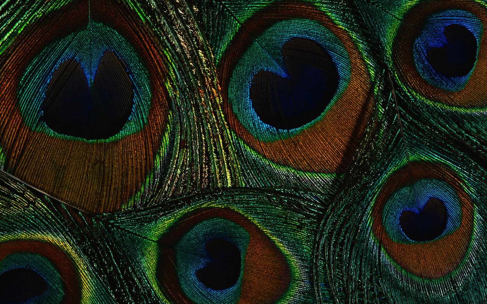 wallpapers: Peacock Feathers Wallpapers