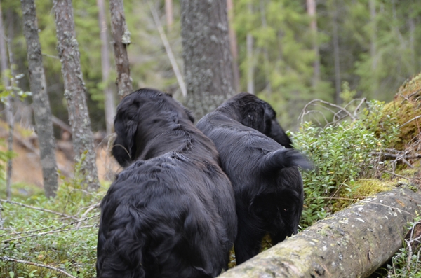 flat coated retriever