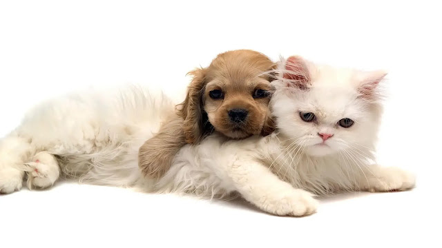 Dog and Cat Together