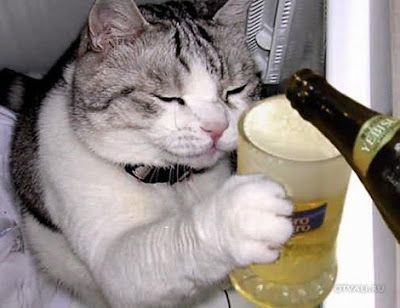 cat drink beer